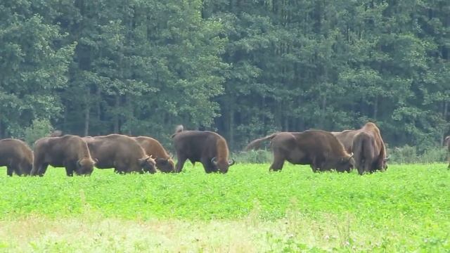 European bison on the border of Poland and Belarus смотреть онлайн