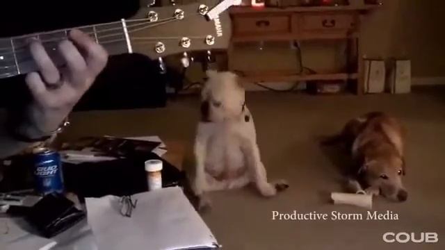 Собака рокер смотреть онлайн