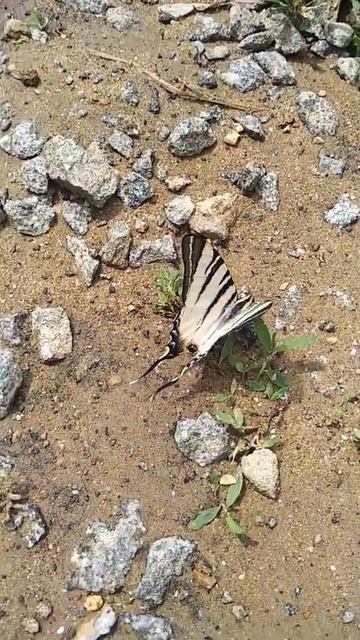 Метелик Подалірій#бабочка#бабочки#подалирий#парусник#butterfly смотреть онлайн