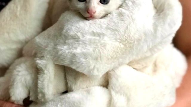 Слабая кошечка потеряла братика, но сама боролась за жизнь из последних сил смотреть онлайн