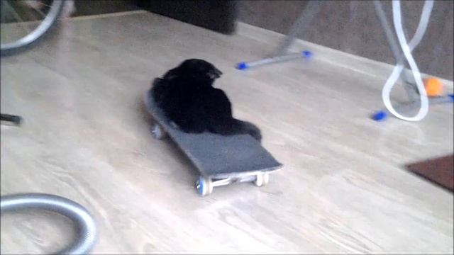 кошка райдер смотреть онлайн