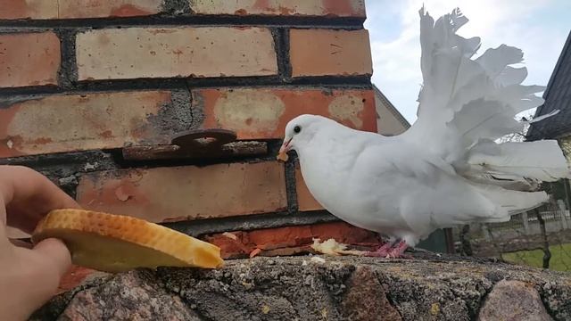 голубиная любовь/pigeon love/isdidus balandis смотреть онлайн