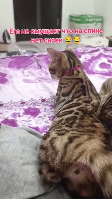 котёнок бенгал сосёт "сиську" 😺🤣🤣 смотреть онлайн