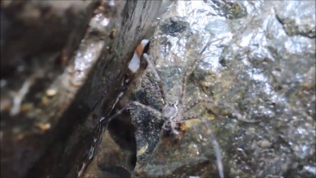 FRESH WATER SPIDER - BIG SPIDER - RIVER SPIDER - SWIMMING SPIDER - LAKE SPIDER #1 смотреть онлайн
