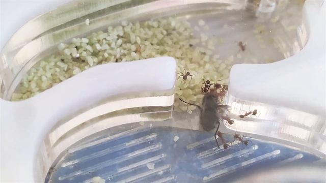 Pheidole teamwork - project Fly смотреть онлайн