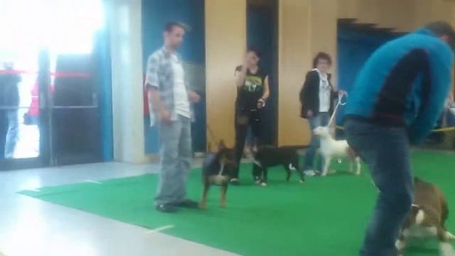 Národní výstava psů 2014 смотреть онлайн