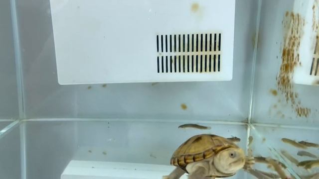Florida Mud Turtle hunting loaches смотреть онлайн