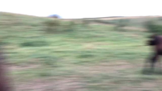 Коні Ваговози.Наші Лошата. Коні на Випасі, Заїздка Верхи. Horse Riding Fail🐎🐎🐎🐴🐴🐴🔥🔥🔥 смотреть онлайн