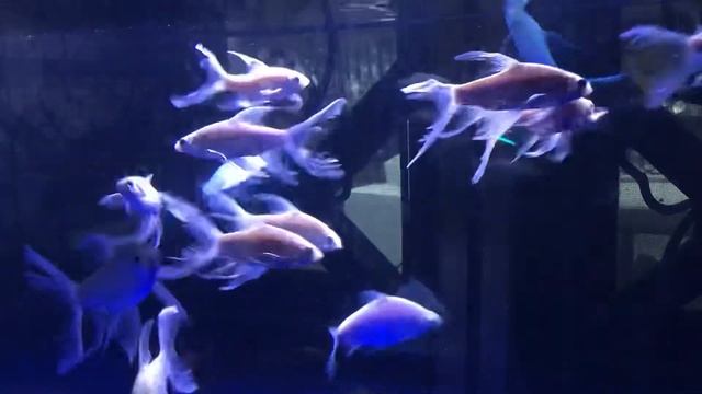 ตะเพียนหางยาว java barb long fin смотреть онлайн