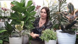 Как ухаживать за фикусами?