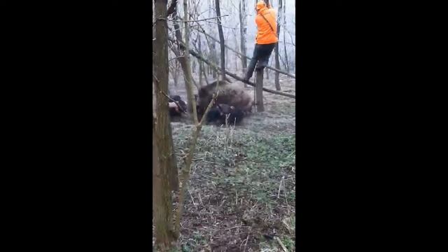 Неприятная встреча с кабаном. смотреть онлайн