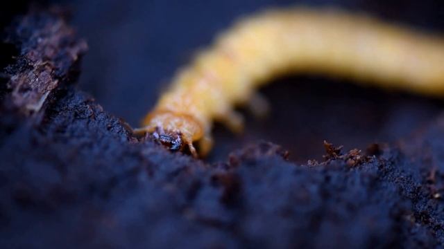 Larves de coléoptères xylophages. смотреть онлайн