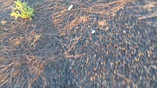 поиск насекомых в поле смотреть онлайн
