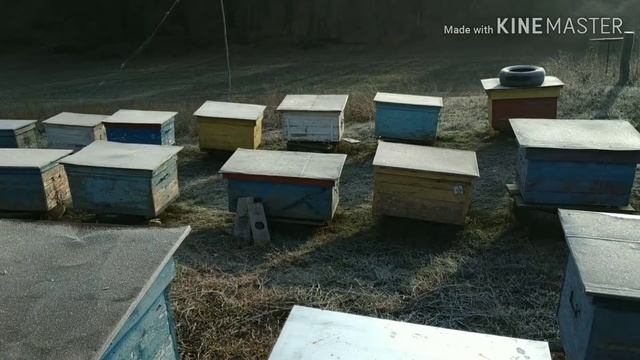 Пчелы готовы к зиме// Щенки// Первый снег❄️ смотреть онлайн