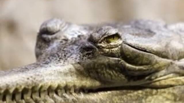 l'Alligator - desAnimaux смотреть онлайн