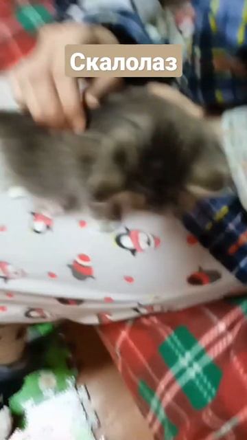 Штанолаз 😂😅 #кот #котенок #смешно #приколы #смех #животные смотреть онлайн