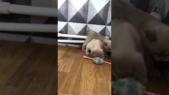 Лиловые бурмочки . смотреть онлайн