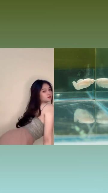 CANTIK NI IKAN.. #short #shorts #bettafish #cupang #betta смотреть онлайн
