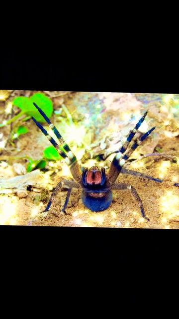 Araña Bananera TRANQUILA VS ENOJADA смотреть онлайн