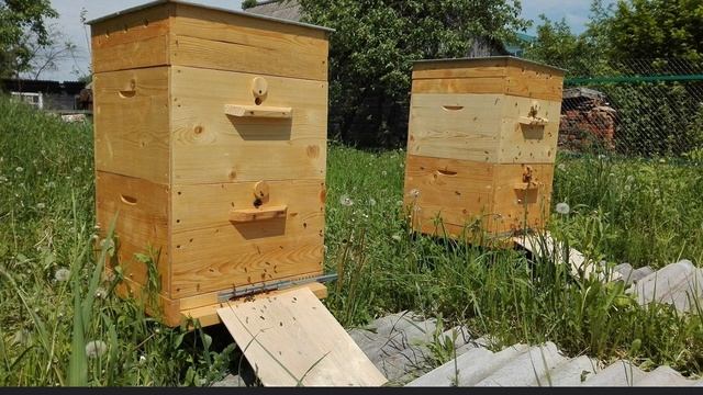 ЛЕЧЕБНЫЕ ЗВУКИ ПЧЕЛ, 30 МИНУТ: УСПОКАИВАЮЩИЕ ЗВУКИ УЛЬЯ смотреть онлайн