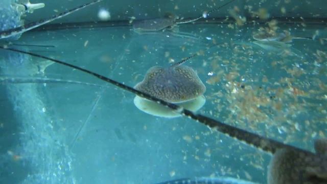 Plesiotrygon nana feeding смотреть онлайн