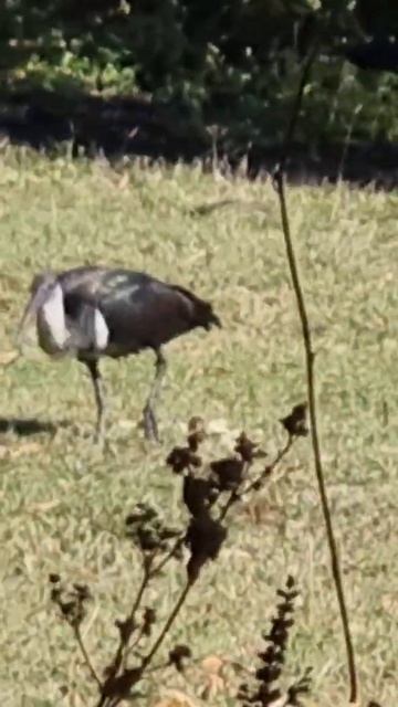 I have slipped through a time stream. white Ibis but they look black смотреть онлайн