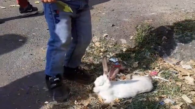 cute rabbit...милый кролик смотреть онлайн