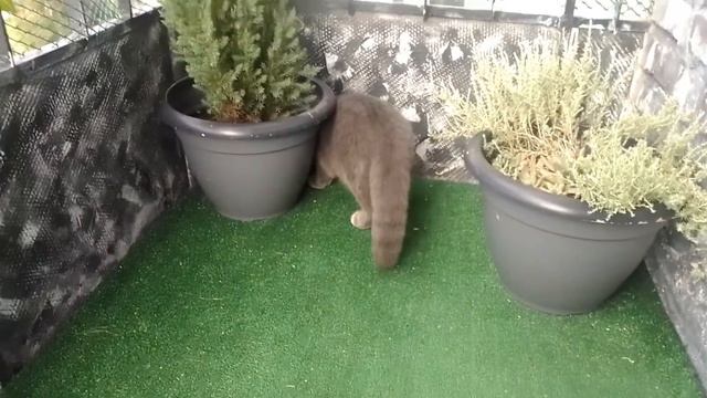 КОТ БАКС/ ПРОГУЛКА УТРОМ/ БРИТАНСКИЙ КОТИК. смотреть онлайн