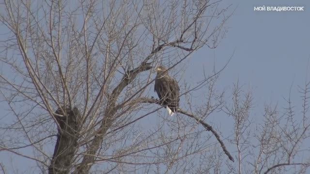 Владивосток орланы 19 января 2023. смотреть онлайн