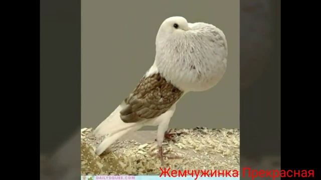 Английский поутер. смотреть онлайн
