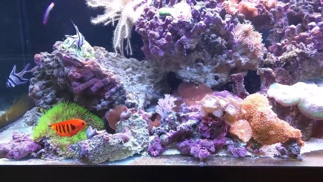 Flame angel couple смотреть онлайн