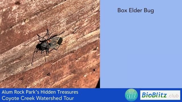 Virtual BioBlitz at Alum Rock Park - Plants and the Wildlife They Support смотреть онлайн