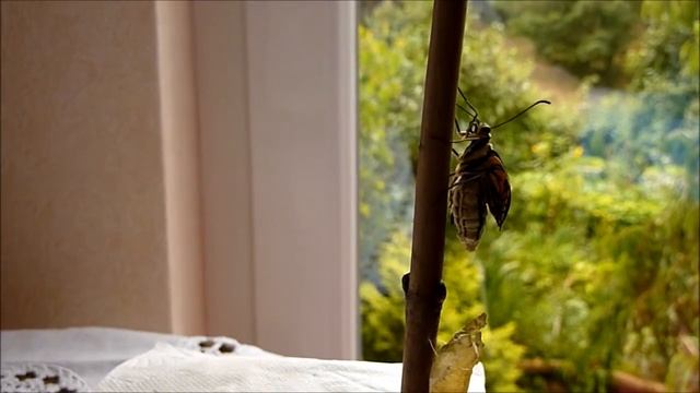 Schwalbenschwanz - Ласточкин хвост смотреть онлайн