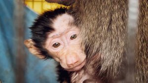 Могла случиться ТРАГЕДИЯ! Зеленая самка хотела ЗАБРАТЬ ребёнка! Татьяна Алексагина, Лида и АНФИСА.