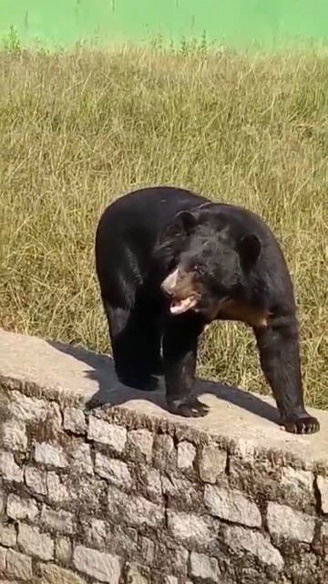 Baby Bear #rockstar #viral status @EnglishLitbyKishorSir смотреть онлайн