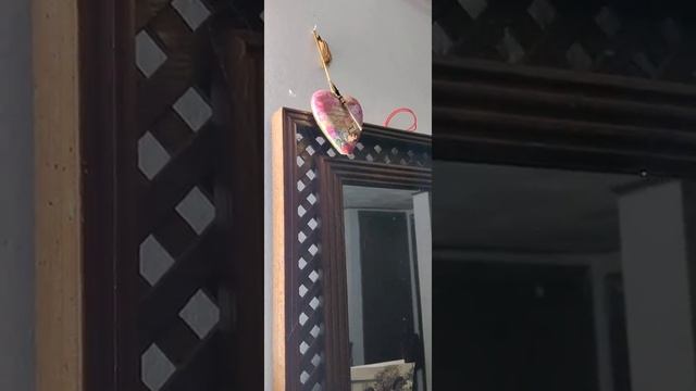 Apparently, I have a pet orb weaver. смотреть онлайн