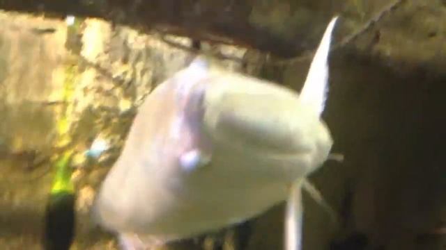 Huge arowana at the aquarium смотреть онлайн