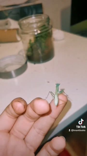 hierodula sp. blue смотреть онлайн