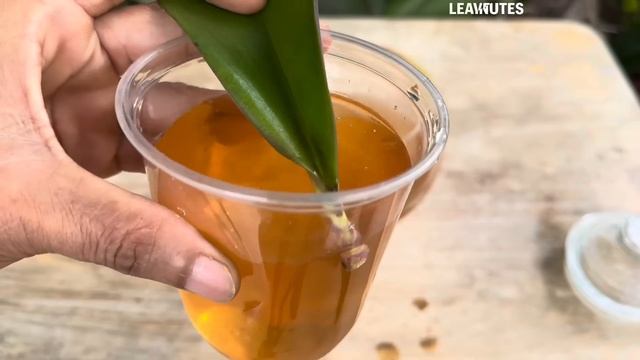 Chỉ Củ Hành! Lá Phong Lan Lập Tức Mọc Rễ Và Nở Hoa Quanh Năm Diệu Kỳ