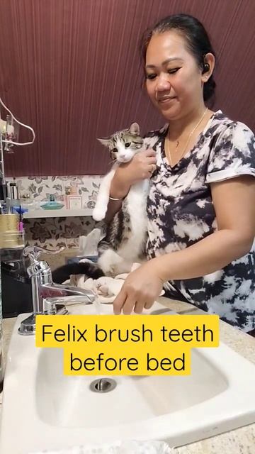 FELIX SI KUCING LUCU BRUSH TEETH SEBELUM TIDUR. смотреть онлайн