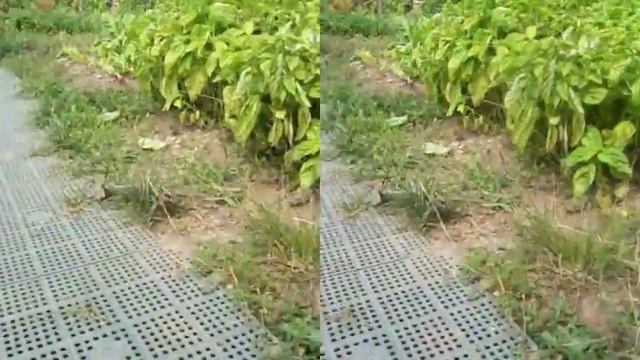 3D test #01 - I gatti смотреть онлайн