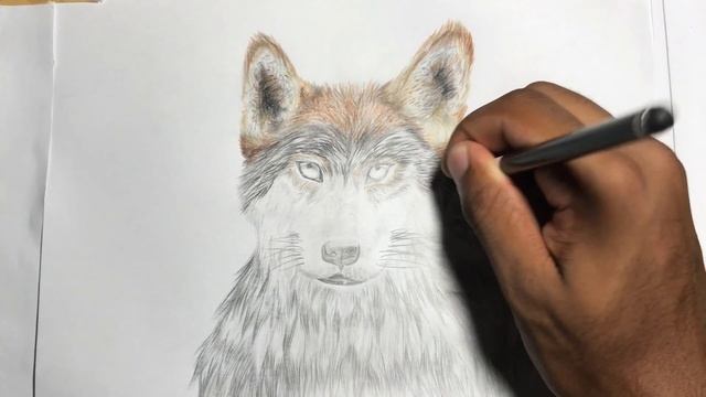 Red Wolf | Flash Draw Friday смотреть онлайн
