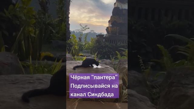 Чёрная "Пантера" смотреть онлайн