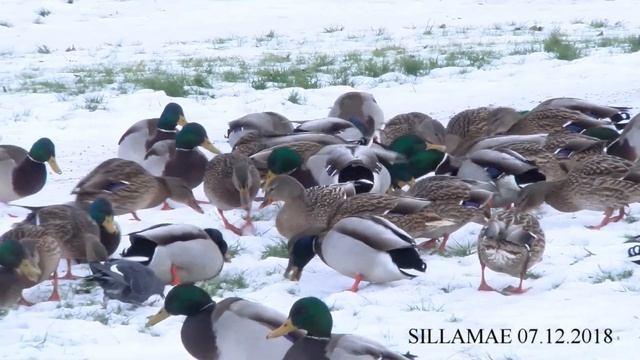 SILLAMAE ESN TV 7.12.2018 УТКИ В СИЛЛАМЯЭ смотреть онлайн
