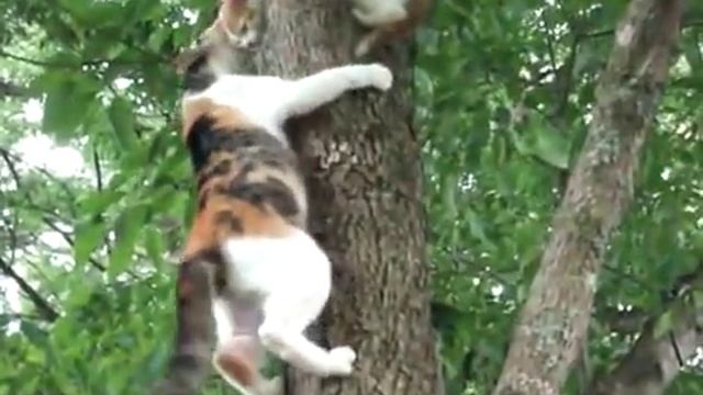 мама кошка спасает котенка смотреть онлайн