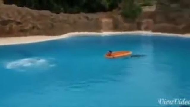 Дильфинари смотреть онлайн