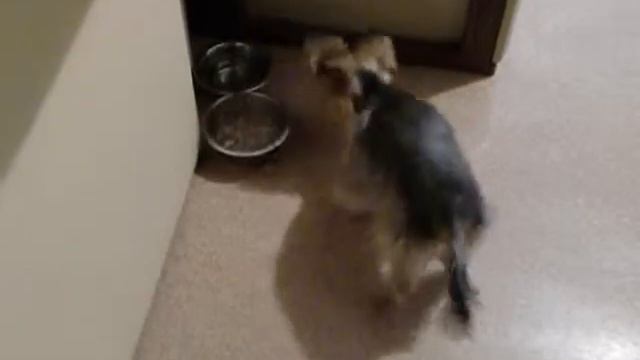 Филя закапывает миску ! смотреть онлайн