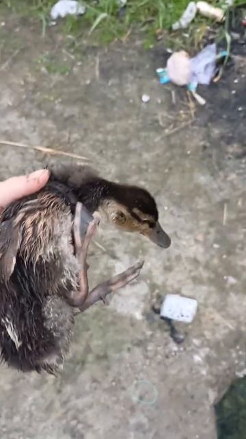 поймал утку на удочку смотреть онлайн