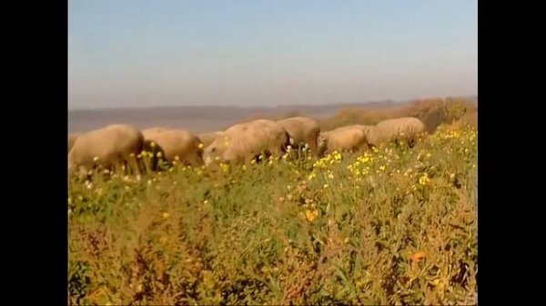 Клип про баранов .Любимый мой