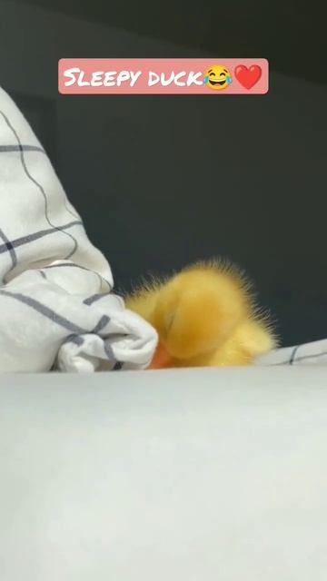 duck sleeping❤️😊#youtubeshorts #shortsfeed #short смотреть онлайн
